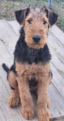 Airedale- Terrier Welpen!, Airedale-Terrier Welpen - Rüde 1