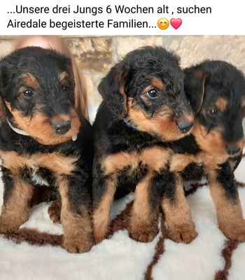 Airedale-Terrier Welpen - Hündin 1