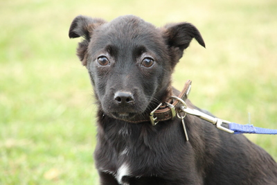 Airi, Mischling Welpen - Hündin