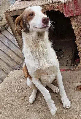 Ajuta-Ne, Mix - Rüde