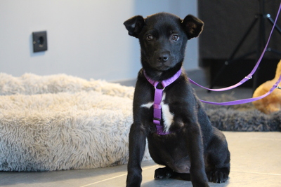 Akina, Mischling Welpen - Hündin