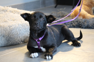 Akina, Mischling Welpen - Hündin