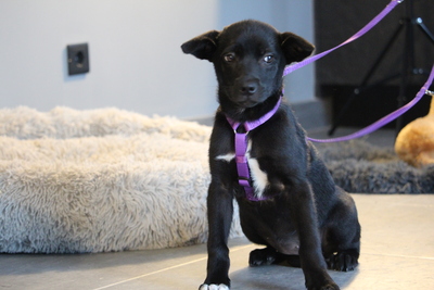 Akina, Mischling Welpen - Hündin