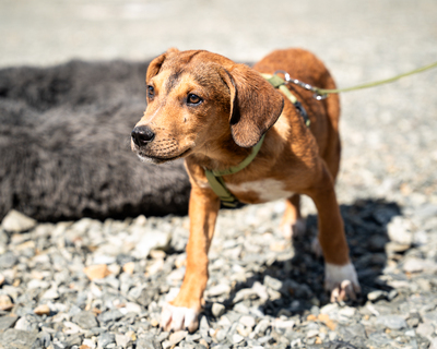 Akino, mischling Welpen - Rüde