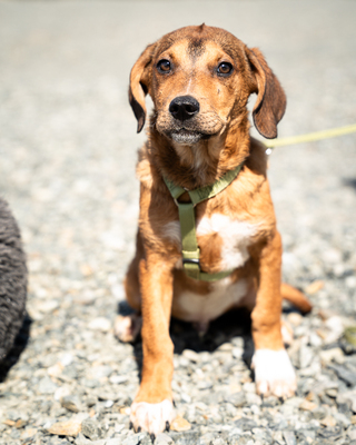 Akino, mischling Welpen - Rüde