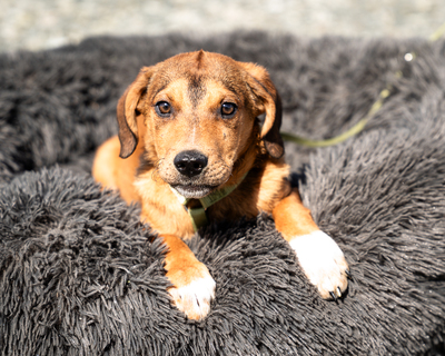 Akino, mischling Welpen - Rüde