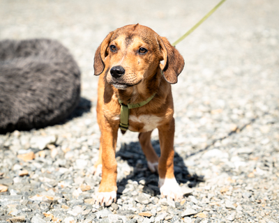 Akino, mischling Welpen - Rüde