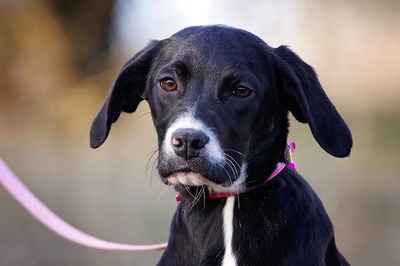 Akira, Labrador/Magyar Vizsla Mischling Welpen - Hündin