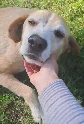 Akira, Mischling - Hündin