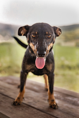Akira - menschenbezogen, zutraulich, verschmust, lebhaft, bewegungsfreudig, verspielt, Mischling (Video-Link vorhanden) - Hündin