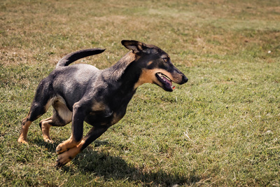 Akira - menschenbezogen, zutraulich, verschmust, lebhaft, bewegungsfreudig, verspielt, Mischling (Video-Link vorhanden) - Hündin