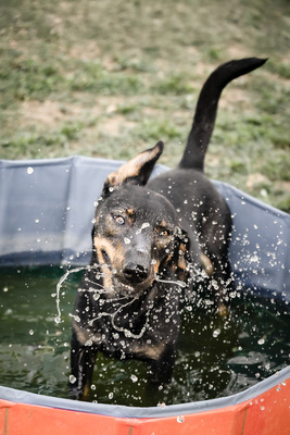 Akira - menschenbezogen, zutraulich, verschmust, lebhaft, bewegungsfreudig, verspielt, Mischling (Video-Link vorhanden) - Hündin