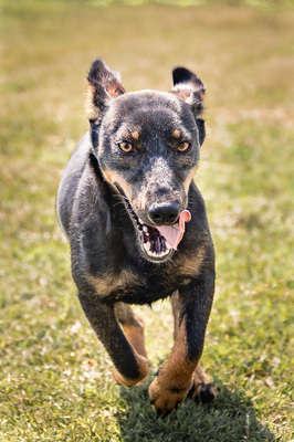 Akira - menschenbezogen, zutraulich, verschmust, lebhaft, bewegungsfreudig, verspielt, Mischling (Video-Link vorhanden) - Hündin