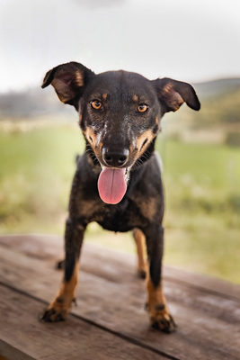 Akira - menschenbezogen, zutraulich, verschmust, lebhaft, bewegungsfreudig, verspielt