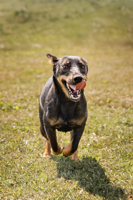 Akira - menschenbezogen, zutraulich, verschmust, lebhaft, bewegungsfreudig, verspielt, Mischling (Video auf HP) - Hündin