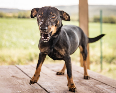 Akira - menschenbezogen, zutraulich, verschmust, lebhaft, bewegungsfreudig, verspielt, Mischling (Video auf HP) - Hündin