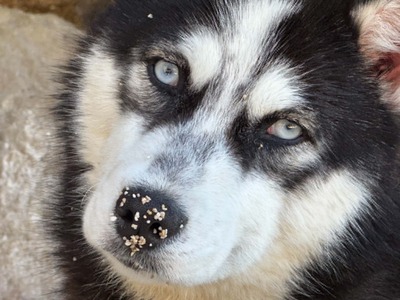 Akira sucht aktive Menschen mit großem Herzen, Husky - Mischling - Hündin