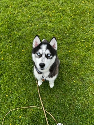 Akira sucht aktive Menschen mit großem Herzen, Husky - Mischling - Hündin