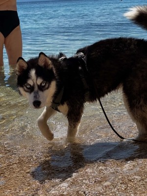 Akira sucht aktive Menschen mit großem Herzen, Husky - Mischling - Hündin