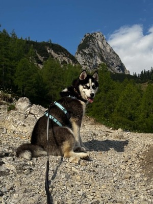Akira sucht aktive Menschen mit großem Herzen, Husky - Mischling - Hündin