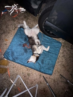 Akira sucht aktive Menschen mit großem Herzen, Husky - Mischling - Hündin