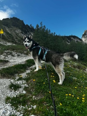 Akira sucht aktive Menschen mit großem Herzen, Husky - Mischling - Hündin