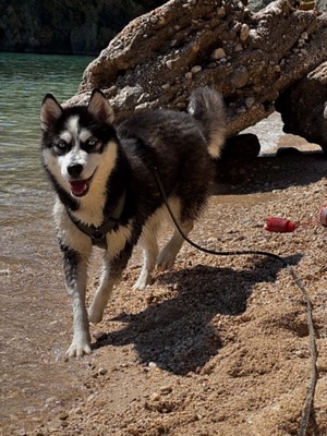 Akira sucht aktive Menschen mit großem Herzen, Husky - Mischling - Hündin