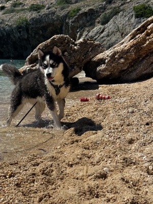 Akira sucht aktive Menschen mit großem Herzen, Husky - Mischling - Hündin