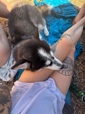 Akira sucht aktive Menschen mit großem Herzen, Husky - Mischling - Hündin