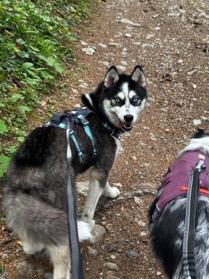 Akira sucht aktive Menschen mit großem Herzen, Husky - Mischling - Hündin