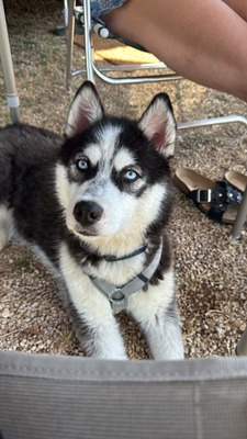 Akira sucht aktive Menschen mit großem Herzen, Husky - Mischling - Hündin
