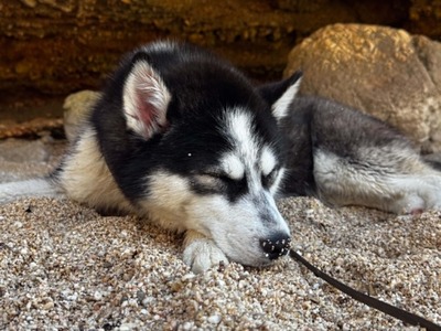 Akira sucht aktive Menschen mit großem Herzen, Husky - Mischling - Hündin