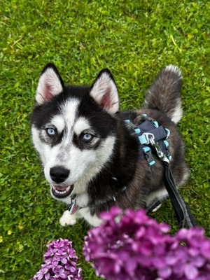 Akira sucht aktive Menschen mit großem Herzen, Husky - Mischling - Hündin