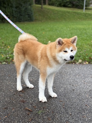 Akita Inu - Rüde