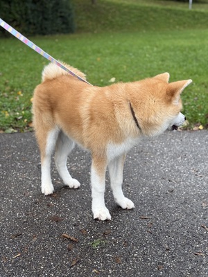 Akita Inu - Rüde