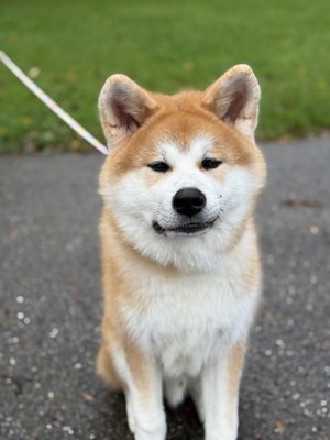 Akita Inu - Rüde