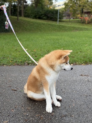 Akita Inu - Rüde