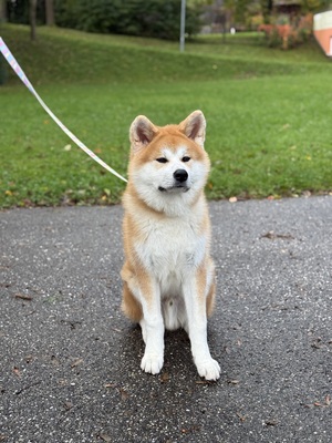 Akita Inu - Rüde