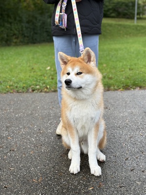 Akita Inu - Rüde