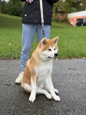 Akita Inu - Rüde