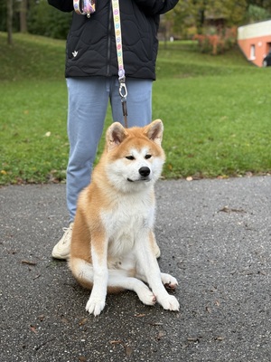 Akita Inu - Rüde