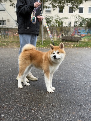 Akita Inu - Rüde