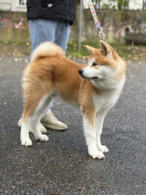 Akita Inu - Rüde