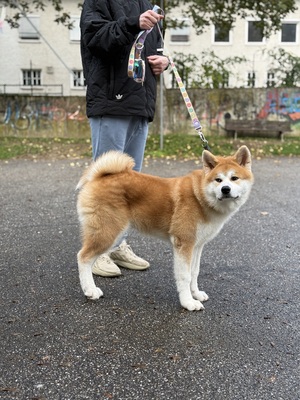 Akita Inu - Rüde