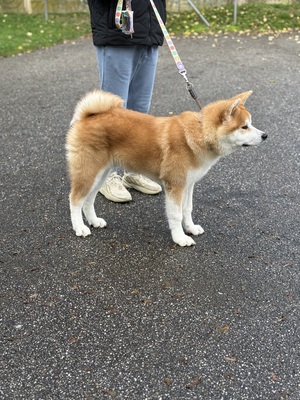 Akita Inu - Rüde