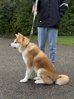 Akita Inu - Rüde