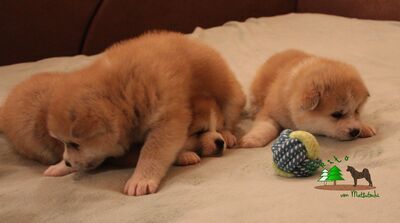 Akita Inu Welpen - Hündin