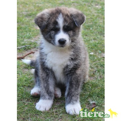 Akita Inu Welpen Rude Auf Tiere De