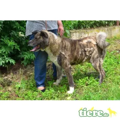 Akita, kinderlieber, kastrierter, 69 cm großer sucht - Rüde