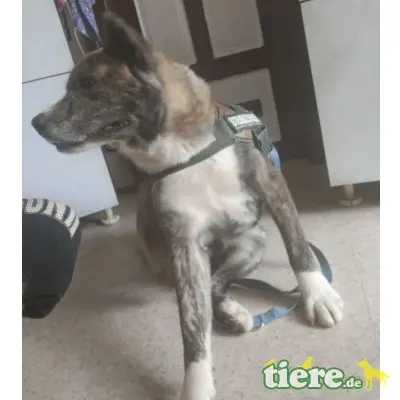 Akita, kinderlieber, kastrierter, 69 cm großer sucht - Rüde